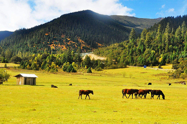 徒步體驗，藏式風(fēng)情，拉薩，巴松措，新措徒步，魯朗林海田園風(fēng)光，大峽谷，羊湖，卡諾拉冰川，滿拉水庫，日喀則，納木措扎營9晚10日游