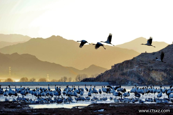 西藏旅游費用大約多少