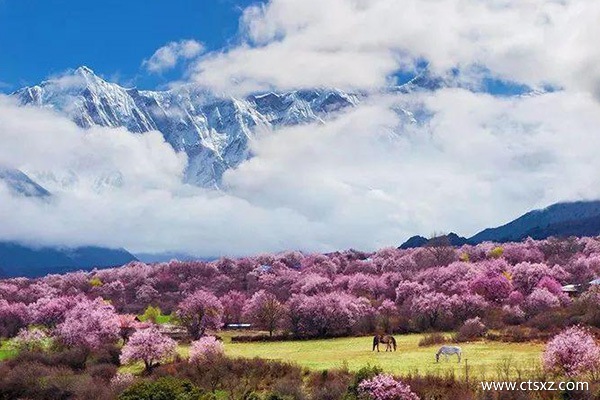 林芝桃花節(jié)路線攻略